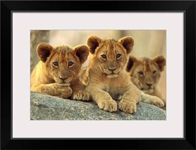 African Lion cubs resting on a rock, Hwange National Park, Zimbabwe