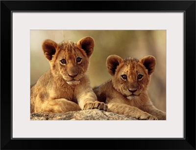African Lion cubs resting on a rock, Hwange National Park, Zimbabwe, Africa