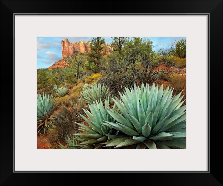 Dessert plants growing in the foreground of this photograph of a famous geographic feature.