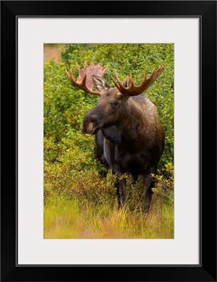Alaska Moose on Fall Tundra Denali National Park