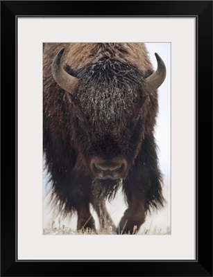 American Bison (Bison bison) portrait in snow, North America