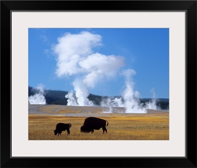 American Bison Grazing Near Fountain Paint Pot, Yellowstone National Park, Wyoming