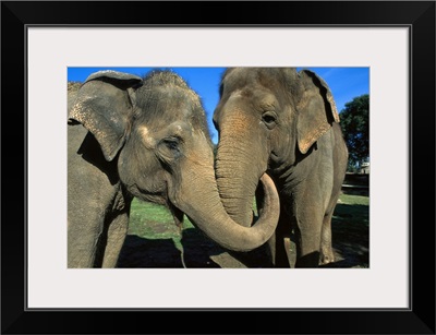 Asian Elephant (Elephas maximus) pair with entwined trunks