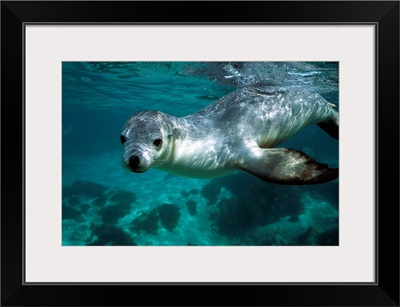 Australian Sea Lion underwater portrait, South Australia