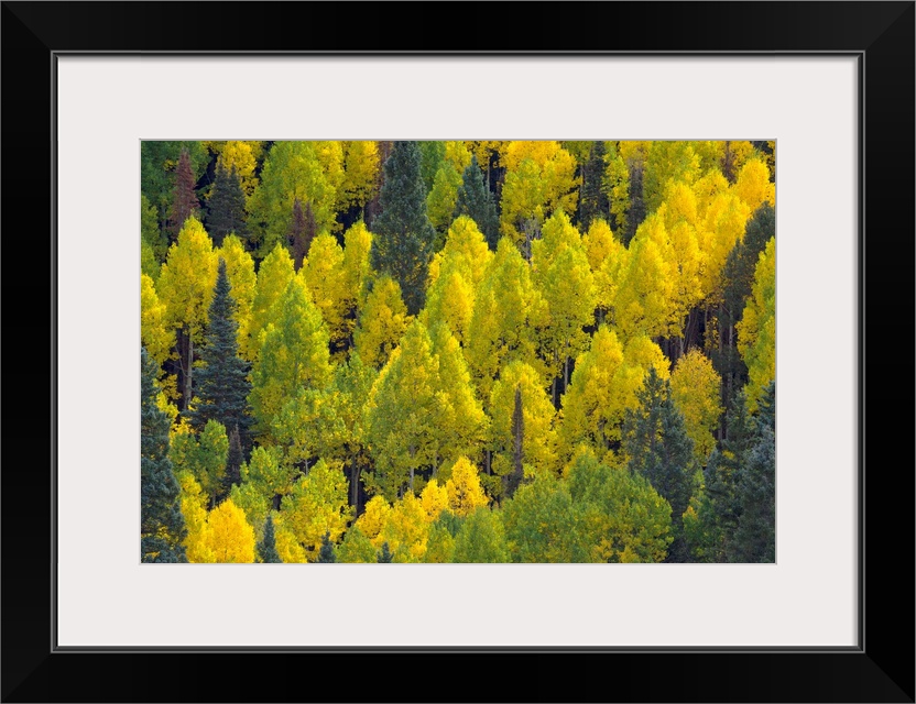 Autumn Quaking  Aspens Rocky Mountains Colorado