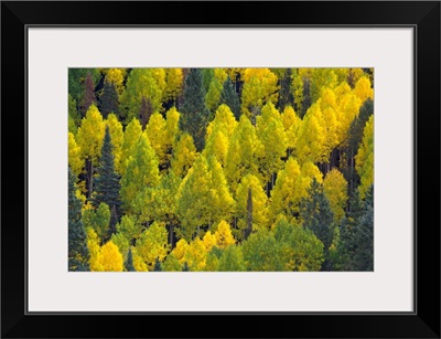 Autumn Quaking Aspens Rocky Mountains Colorado