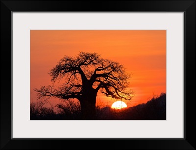 Baobab tree at sunset, Ruaha National Park, Tanzania