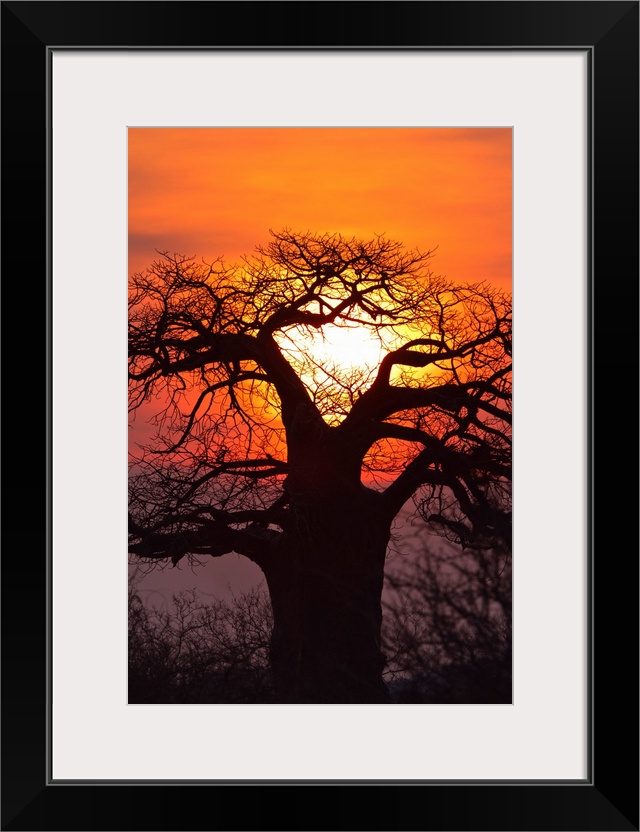 Baobab tree at sunset, Ruaha National Park, Tanzania