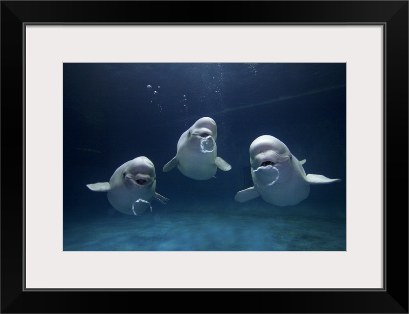 Three beluga whales are photographed under water all blowing bubbles.
