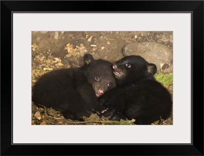 Black Bear (Ursus americanus) 7 week old cubs playing in den.