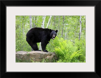 Black Bear (Ursus americanus) adult, standing on rock in woodland, Minnesota