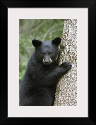 Black Bear (Ursus americanus) cub in tree safe from danger, Orr, Minnesota