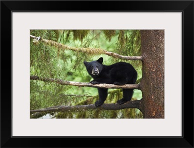 Black Bear (Ursus americanus) cub in tree, Tongass National Forest, Alaska