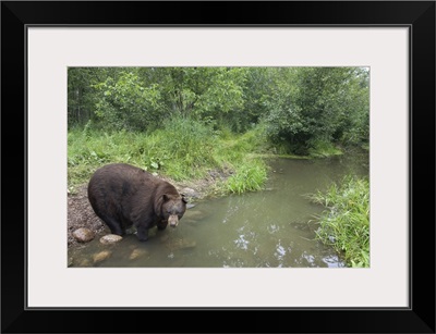 Black Bear (Ursus americanus) large adult male drinking from stream, Orr, Minnesota