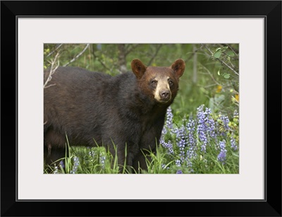 Black Bear (Ursus americanus) portrait, North America