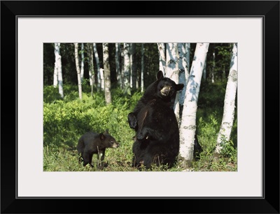 Black Bear (Ursus americanus) sow scratching on Birch (Betula sp) tree, North America
