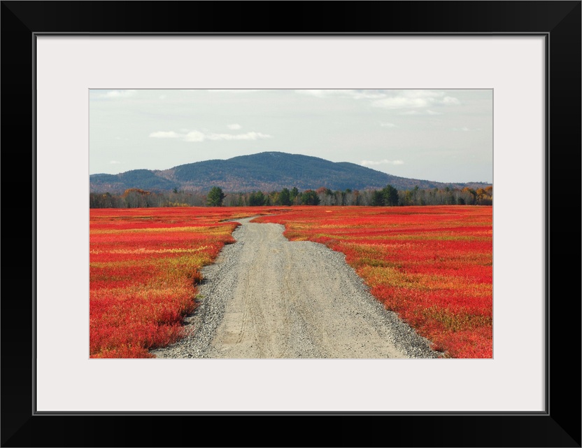 Enormous blueberry field in autumn, Deblois, Maine USA