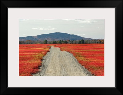 Blueberry field and road in autumn, Deblois, Maine