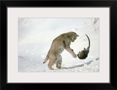 Bobcat (Lynx rufus) hunting Muskrat (Ondatra zibethicus) in the winter, Idaho