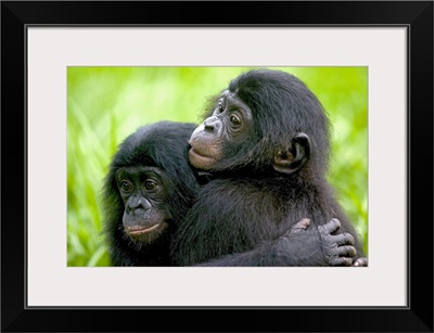 Bonobo pair of orphans hugging,  Democratic Republic of the Congo