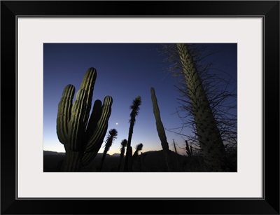 Boojum Tree and Cardon cacti at dusk, El Vizcaino Biosphere Reserve, Mexico