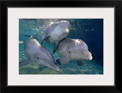 Bottlenose Dolphin trio underwater, Waikoloa Hyatt, Hawaii