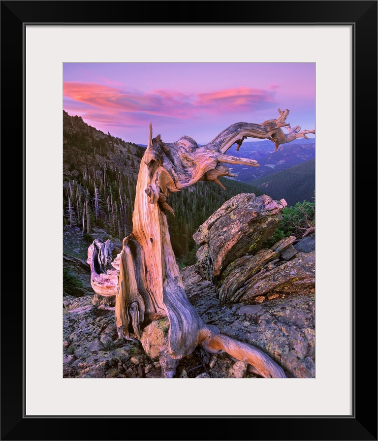 Bristlecone Pine tree overlooking forest, Rocky Mountain National Park, Colorado