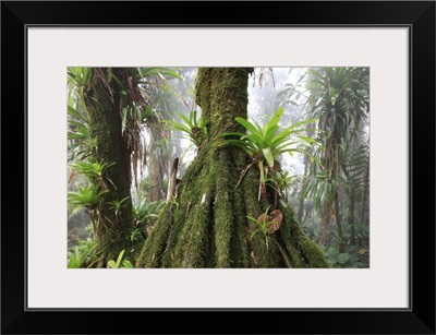 Bromeliad and tree fern at 1600 meters altitude in tropical rainforest, Colombia