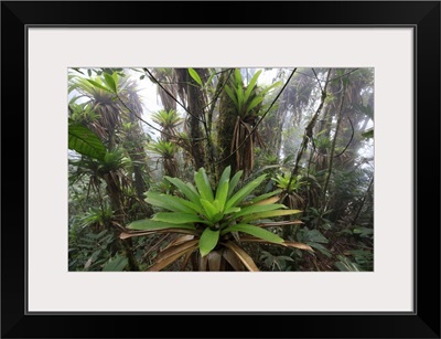 Bromeliad and tree fern in tropical rainforest