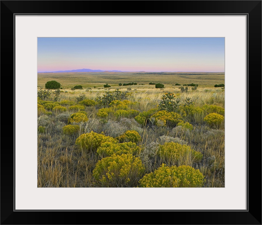 Broomweed growing among prairie grasses, Apishapa State Wildlife Refuge, Colorado