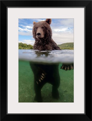 Brown Bear in river, Kamchatka, Russia