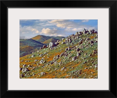 California Poppies in rocky grassland, Canyon Hills, Santa Ana Mountains, California