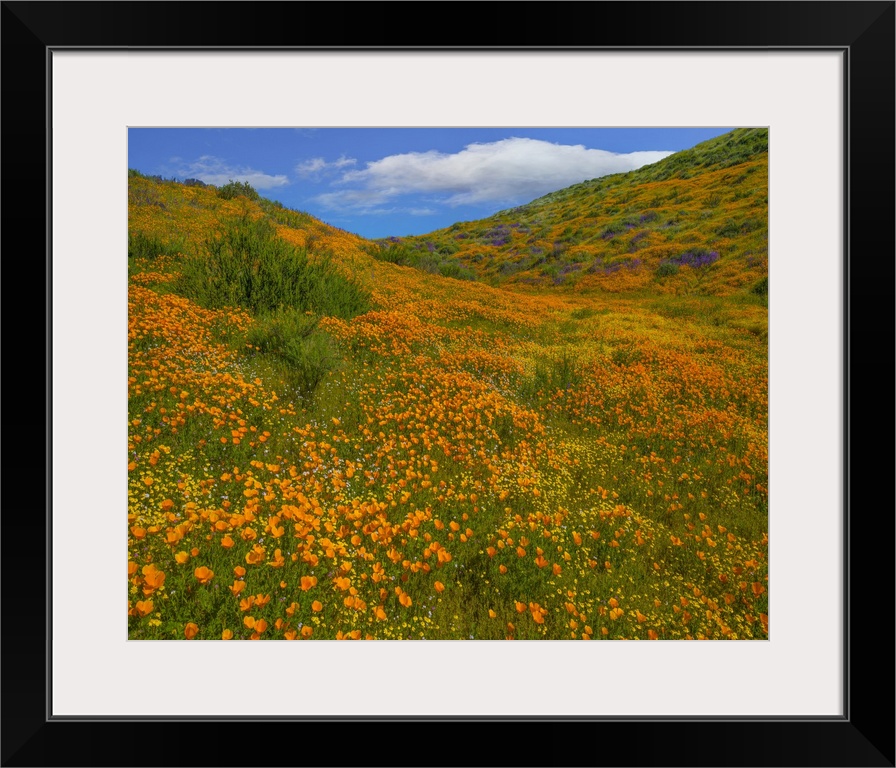 California Poppies in spring, Diamond Valley Lake, California