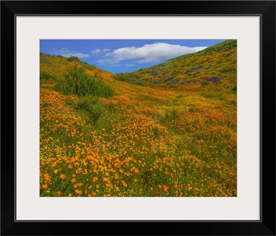 California Poppies In Spring, Diamond Valley Lake, California