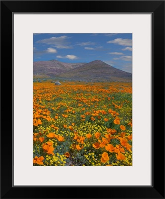 California Poppy Superbloom, Antelope Valley, California