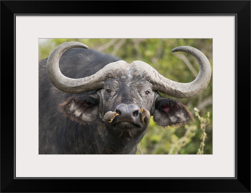 Cape Buffalo Bull With Yellow Billed Oxpecker Pair Picking Insects From Nostrils Kenya Wall Art Canvas Prints Framed Prints Wall Peels Great Big Canvas
