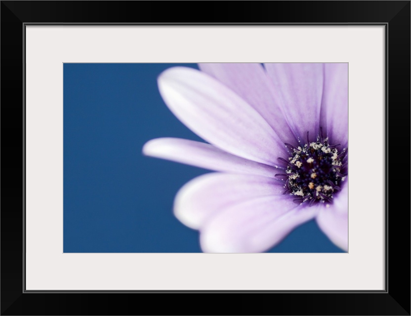 Close-up of a Blue-eyed Daisy against a solid background.