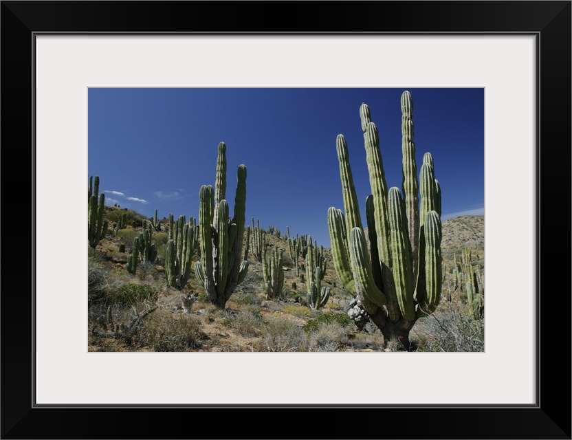 Cardon (Pachycereus pringlei) cacti in desert landscape, Santa Catalina Island, Mexico