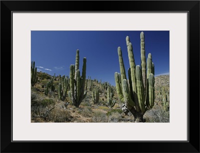 Cardon (Pachycereus pringlei) cacti in desert landscape, Santa Catalina Island, Mexico