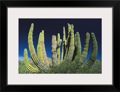 Cardon (Pachycereus pringlei) cactus, Baja California, Mexico