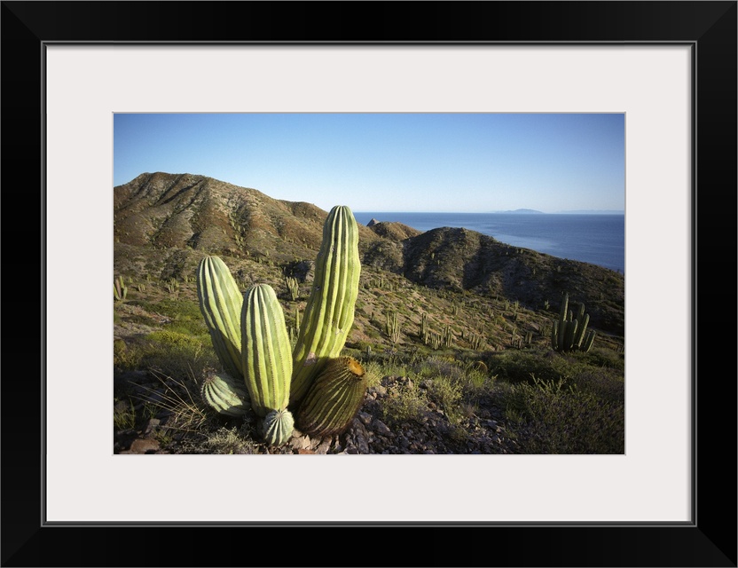 Cardon (Pachycereus pringlei) cactus in dry arroyo, Sea of Cortez, Mexico