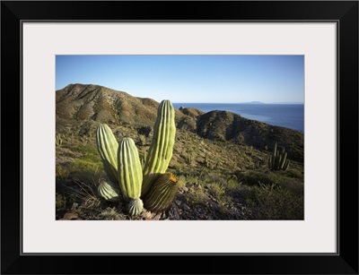 Cardon (Pachycereus pringlei) cactus in dry arroyo, Sea of Cortez, Mexico