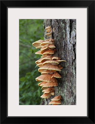 Chicken of the Woods (Laetiporus sulphureus) fungus, Tongass Forest, Alaska