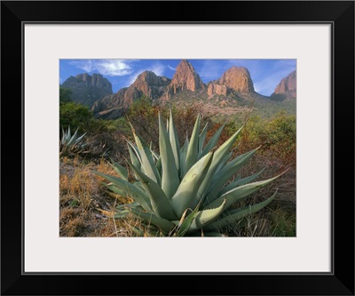 Chisos Agave and the Chisos Mountains, Big Bend National Park, Texas