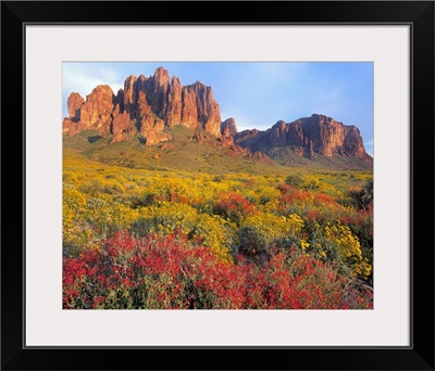 Chuparosa and Brittlebush, Superstition Mountains, Arizona