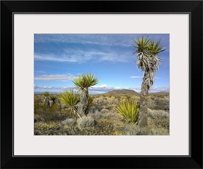 Cinder Cones and Joshua Trees, Mojave National Preserve, California