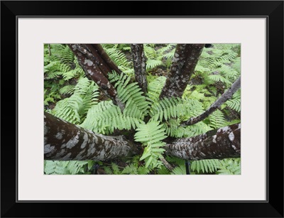 Cinnamon Fern group on forest floor, Canada