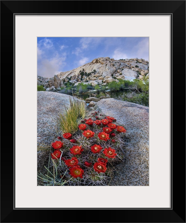 Claret Cup Cactus near Barker Pond Trail, Joshua Tree National Park, California