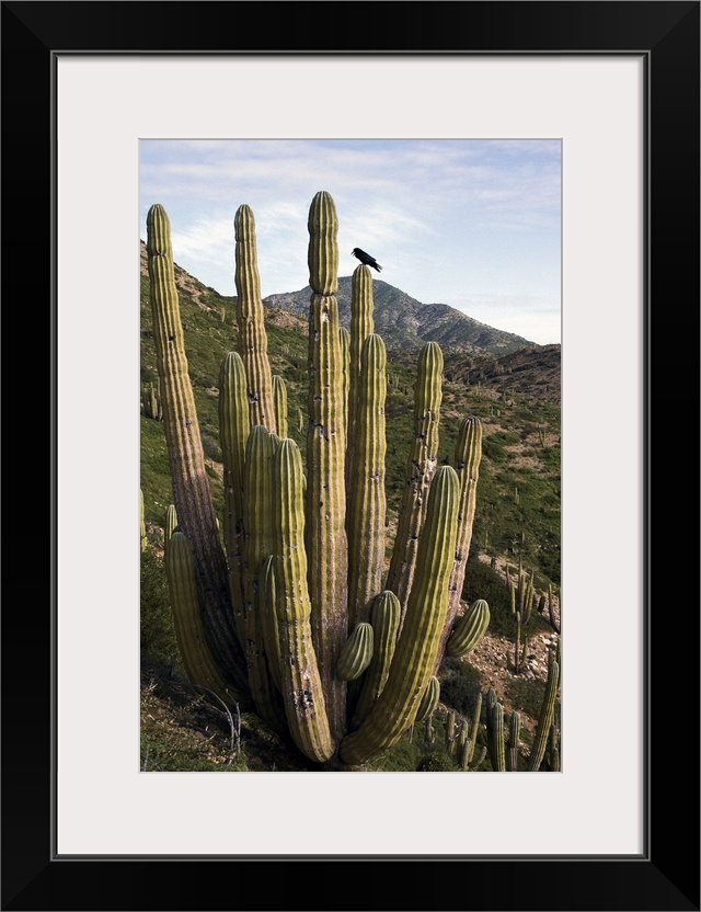 Common Raven perching in Cardon cactus, Sonoran Desert, Mexico