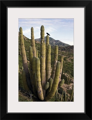 Common Raven perching in Cardon cactus, Sonoran Desert, Mexico